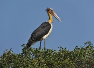 This Lesser Adjutant is runner up to the Marabou stork for the ugliest bird I have ever seen
