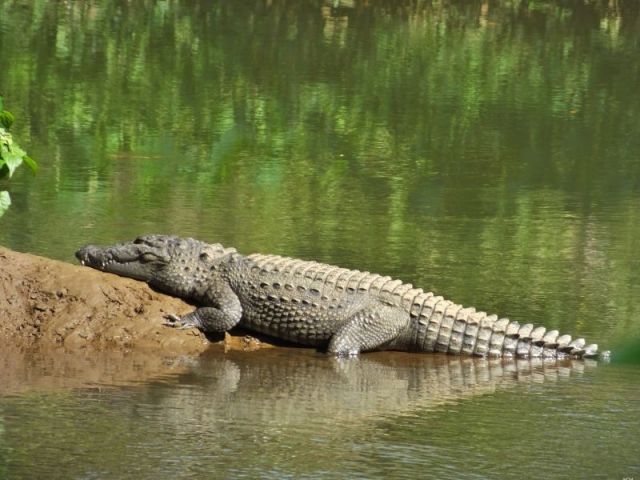 This croc looks well fed