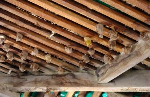 Bats occupying the rafters of  Mikumi National Park headquarters