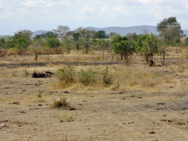 A male lion and the Cape buffalo carcass