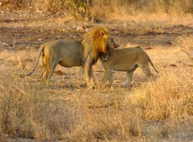 Lion and Lioness greeting each other