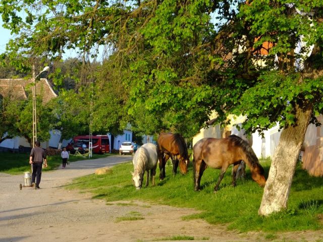Horses grazing in Viscri