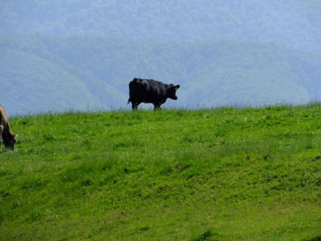 Black Angus cow in neighbors pasture