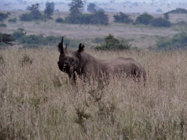 When we encountered the Black Rhino family the light was still dim. The only photo that was useable and then it is barely adequate.