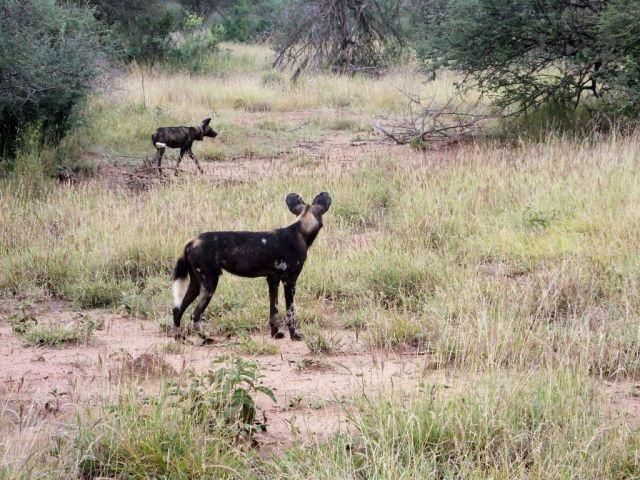Two of the seven wild dogs when we catch up to them