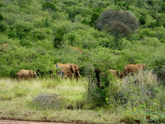 A herd of elephants walking in the bush