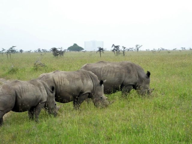 Grazing White Rhino. Notice the faint outline of the Nairobi high rise in the background