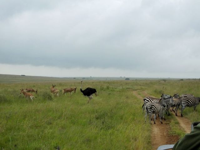 Hartebeest, Zebra and a lone ostrich