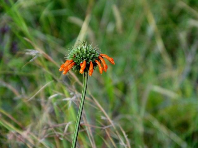 Interesting flower actually in Nairobi National Park