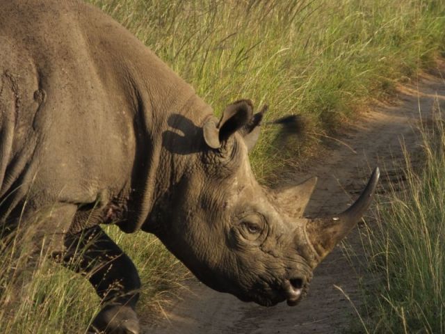 Old male Rhino crossing the road.