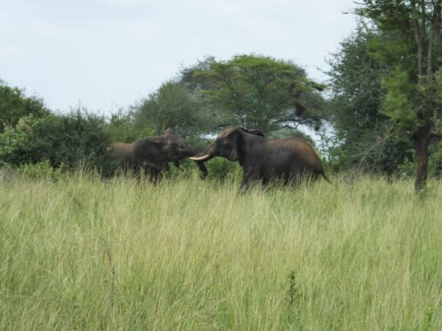 These young elephant fought all the time we were watching the rest of the herd