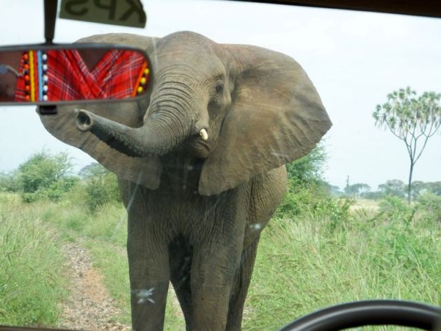 The matriarch that stood in front of our vehicle with her ears fanned. 