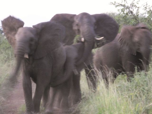 I'm not moving the camera, these elephants are swaying, trumpeting and shaking their heads at us. Scary
