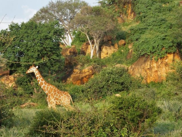 Reticulated giraffe strolling next to Leopard Rock
