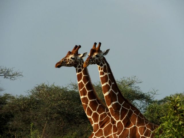 Two of the giraffe that are walking away from us
