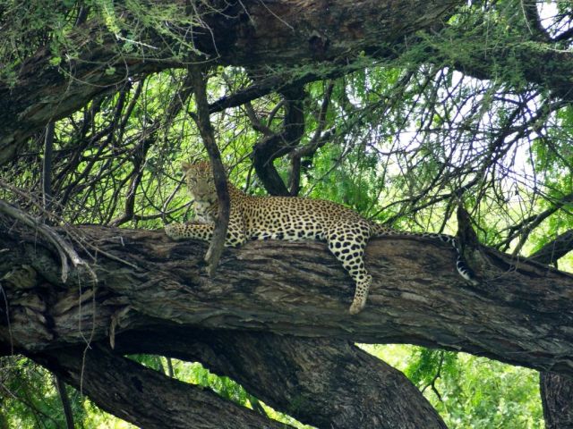 What a beautiful leopard! I couldn't do a thing about the limb that was obscuring part of him however!