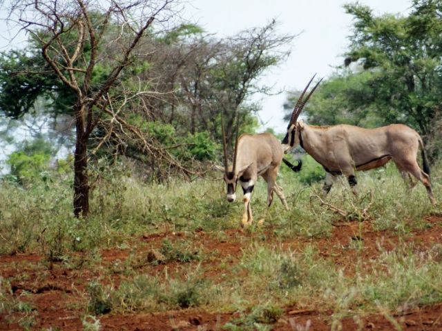 Look how gaunt these two courting Oryx are.