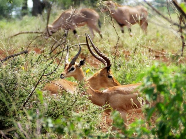 The second gerenuk walking by an impala.