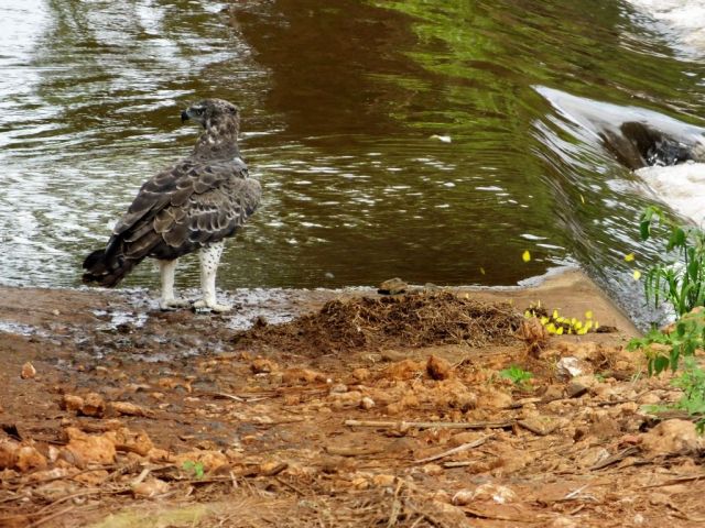 Here are some yellow butterflies that we often saw on our game drives. That is a Martial Eagle standing by the water. It has two legs Brian!