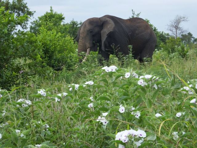 Elephant feasting on grass