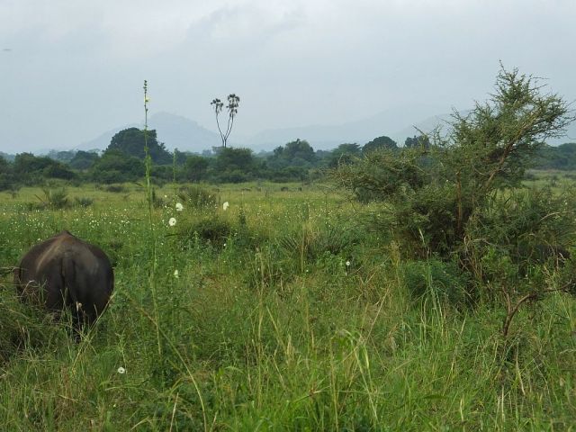 The vista across the valley and one of the four rhino