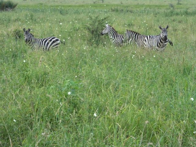 A few of the plains zebra that crossed in front of us