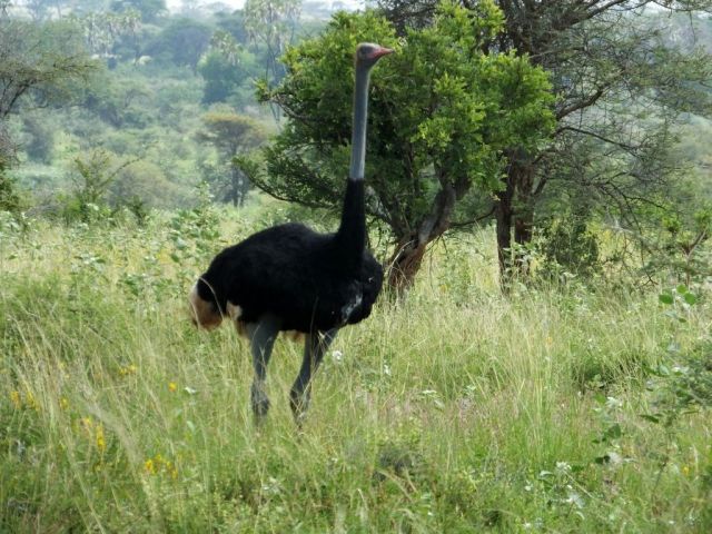 The Somali Ostrich we saw today