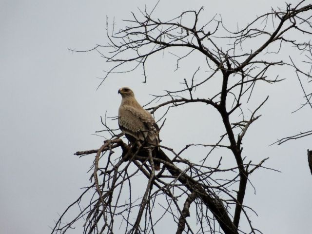 A Tawny Eagle watching the quelea