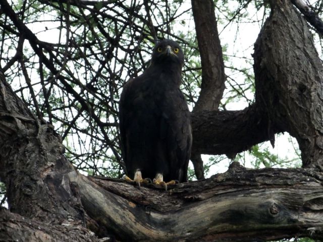 The Long-Crested Eagle that the Drongo kept pecking on the head. I wasn't fast enough to photo an actual attack.