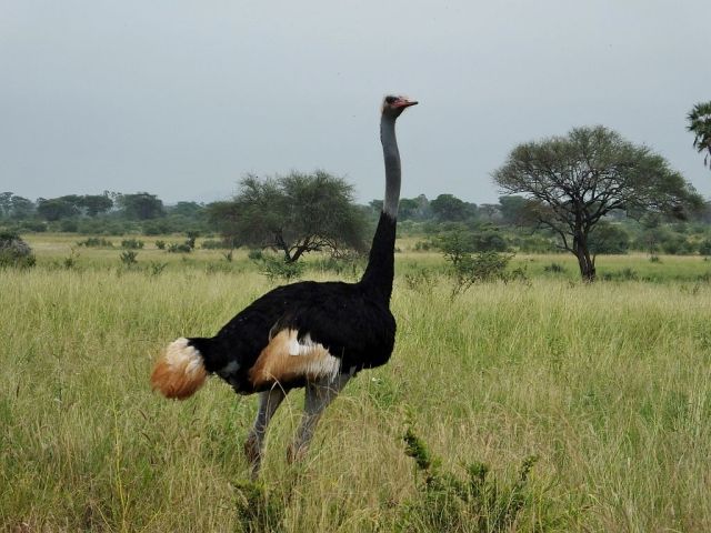Proud Somali Ostrich