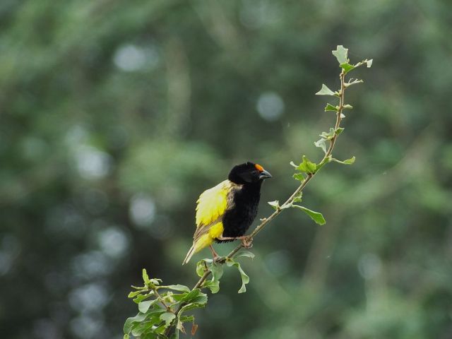 Colorful bird near camp. I thought it was a yellow bishop but it doesn't look like the picture in my bird book??