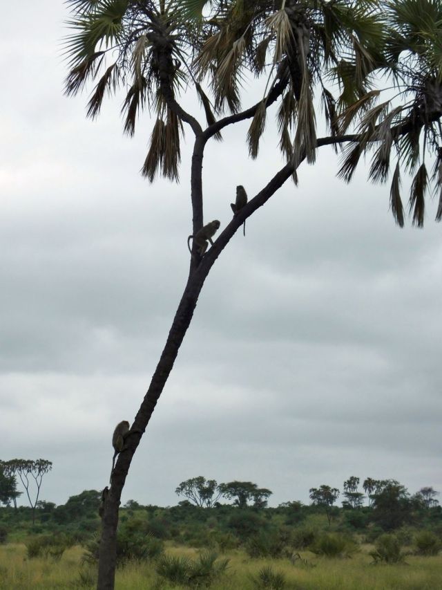 Baboons climbing up the doum palm 