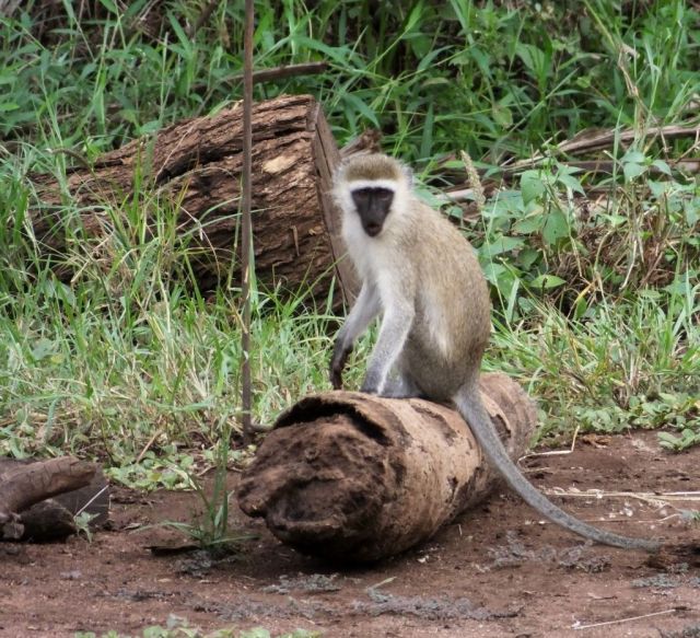 Vervet monkey 
