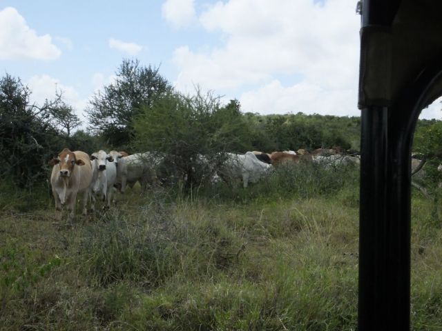 Some of the bulls and steers that were not part of the bovine road block 