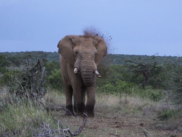Elephant taking a dirt bath