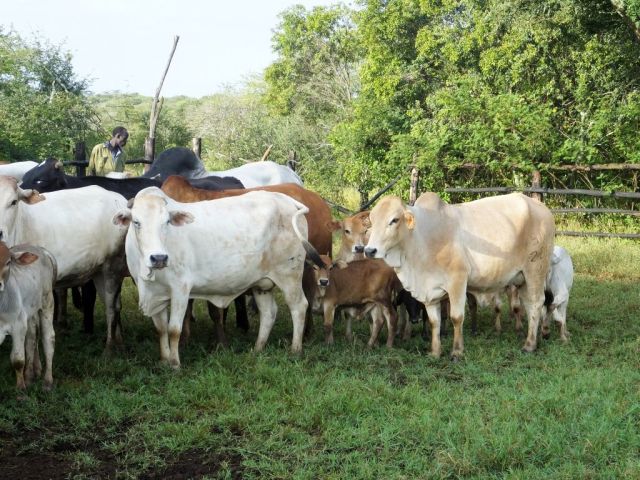 Boran cattle waiting to be sprayed