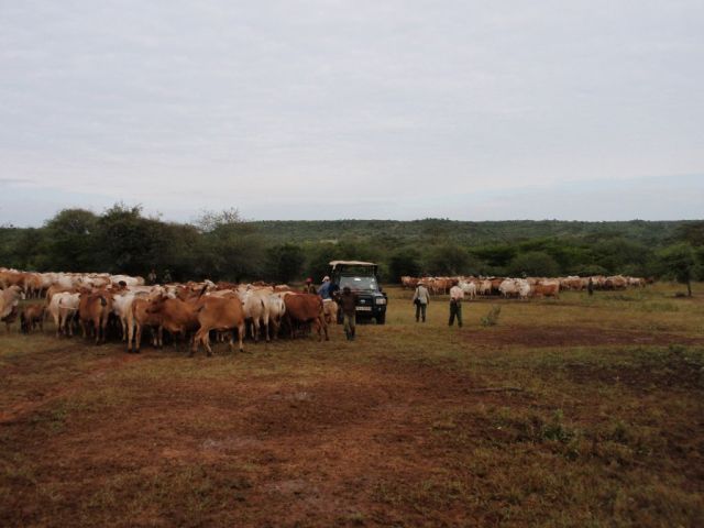 I think there are four different groups of cattle waiting in line to be sprayed. They pay no attention to us. Paul's photo